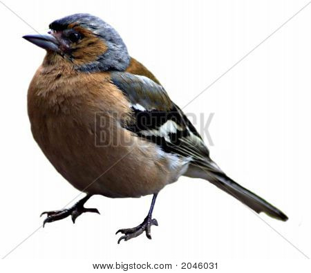 Bird1