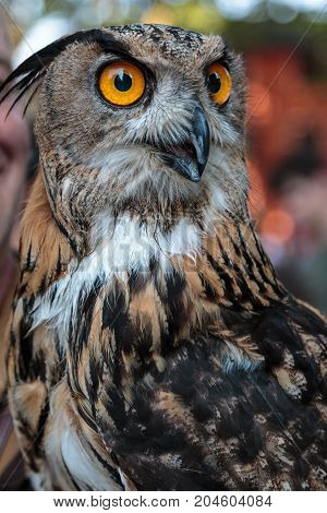 Buff Eurasian Eagle-owl with Orange Eyes, Birds Theme