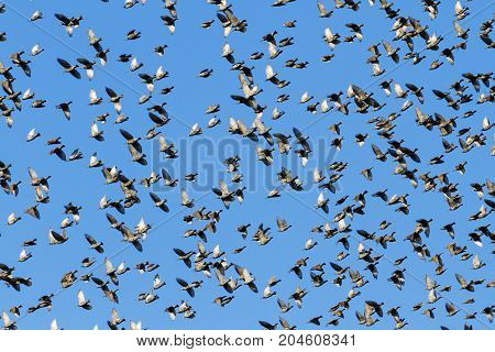 murmuration starlings on blue sky , wildlife, unique frames