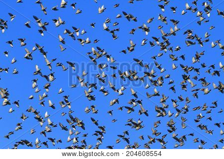 pirouettes starlings in the sky , wildlife, unique frames