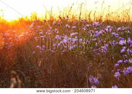 sunset over a wild field and field flowers , wildlife, unique frames