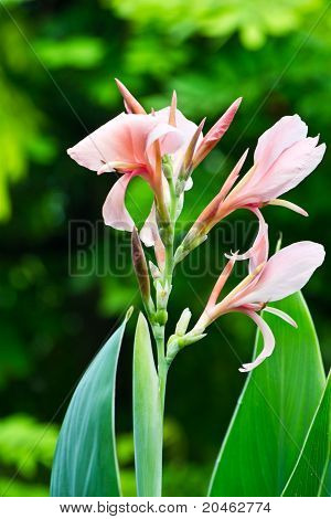 Pink Canna
