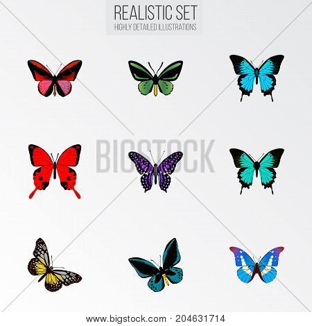 Realistic Sangaris, Demophoon, Tropical Moth And Other Vector Elements