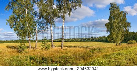 autumn rural landscape panorama field forest blue sky and white clouds. autumn day harvest. linen fibre on a field with flax