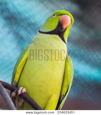 Green Parrot. Parrot head up looking something. Wild Indian Parrot.