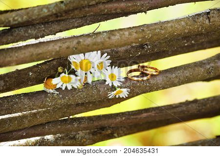 Two wedding rings on a vine branch with blurred backgroung.