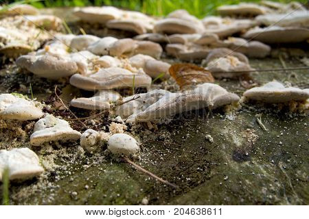Detail Of A Fungi In A Tree Trunk