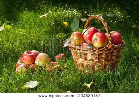 Red Apples in the Wicker Basket in the Grass