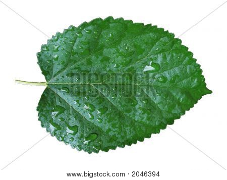 Natte Leaf