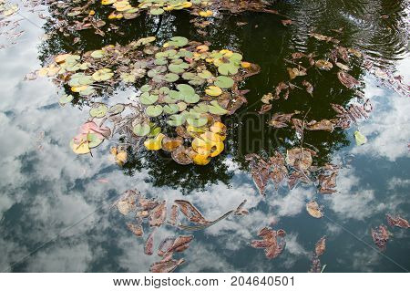 Cloudshape On The Sky Reflected In Water