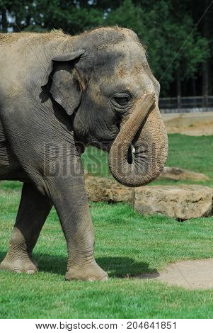 An Indian Elephant with it's trunk curled