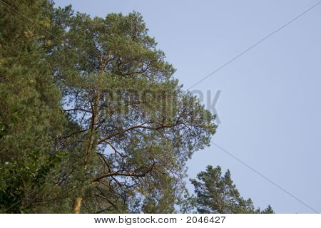 Pinetrees