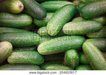 Cucumber background Cucumber harvest. many cucumbers. cucumbers from the field.