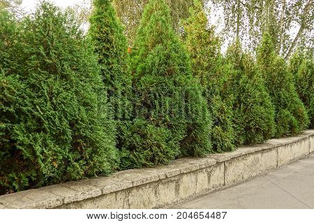 Green decorative coniferous trees in a park near the road