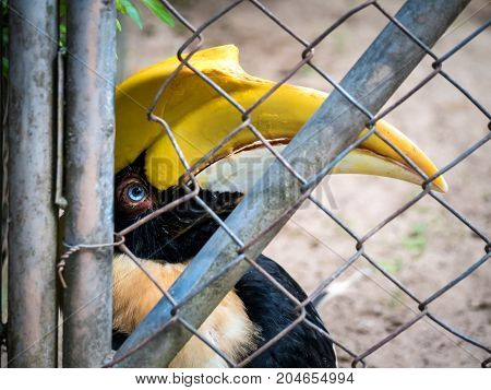 Close-up image of unhappy Hornbills (Buceros bicornis) bird imprisoned in cage. Cruelty animal concept.