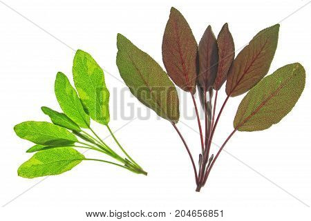 Salvia officinalis - various sage leaves isolated against white background