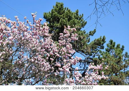 Flowers of the tulip tree in spring time