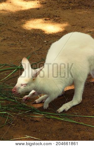 dwarf kangaroo benette in the zoo  with nature
