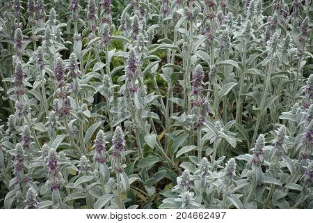 Flowering Spikes Of Stachys Byzantina With Pink Flowers