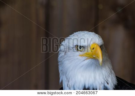 Portrait of a bald eagle Haliaeetus Leucocephalus.