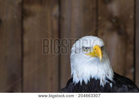 Portrait of a bald eagle Haliaeetus Leucocephalus.