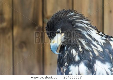 Portrait of a white tailed sea eagle, Haliaeetus Albicilla.