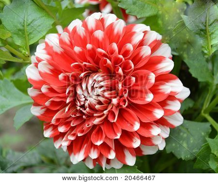 Punainen White Dahlia