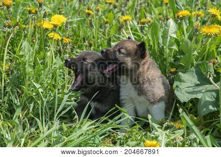 Two lovely charming puppies of Laika breed lie in green summer grass and whine or bark