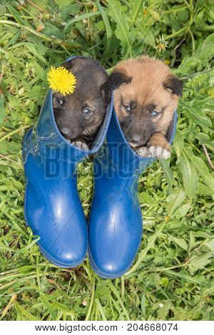 Two young puppies of Siberian dogskin on green grass with dandelions and blue boots in summer