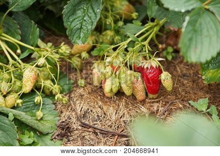 Ripening strawberry. Juicy green foliage. Red and green