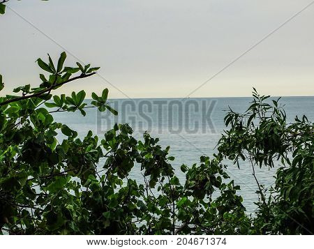 a sea  view from behind green trees
