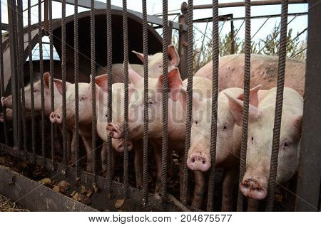 Lovely pink pig standing in a paddock in rural areas