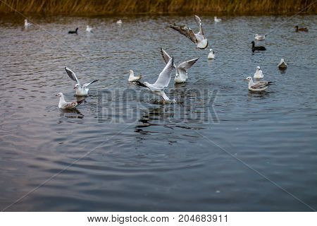 A flock of white big seagulls in an autumn park in the evening fishing in the lake