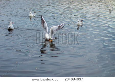 A flock of white big seagulls in an autumn park in the evening fishing in the lake