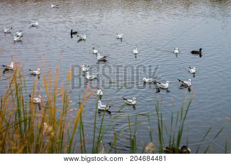 A flock of white big seagulls in an autumn park in the evening fishing in the lake