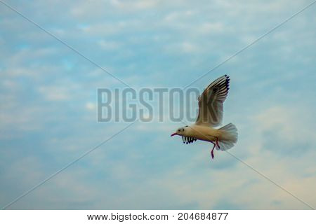 gull flying against a cloudy sky in the evening