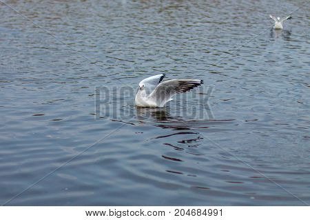 gull hunts fish in the lake in dark transparent water