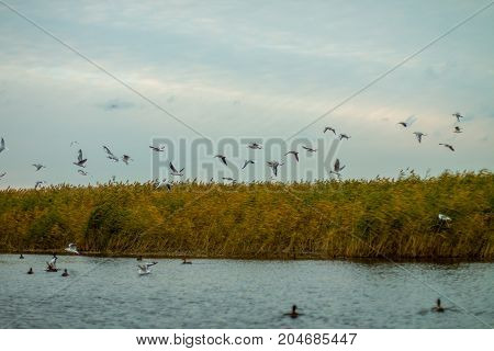 A flock of white big seagulls in an autumn park in the evening fishing in the lake