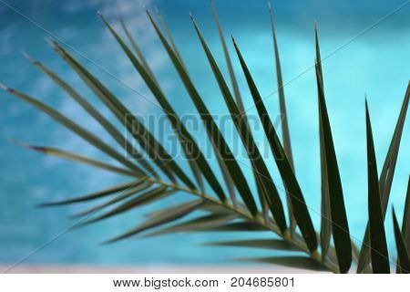 summer time. tropical mood. palm leaves. warm sea. summer vacation. summer day. vacation time. swimming pool. spa time. travel concept. relax time