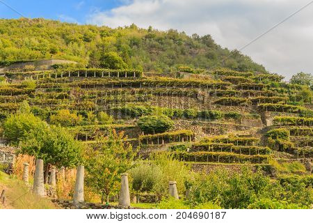 the characteristic viticultural landscape of Carema, Piedmont,Italy /the slopes hilly have been terraced with the construction of dry stone supporting walls on which the pylons rise with vineyards
