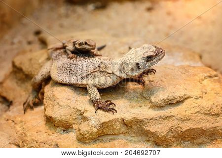 Common Chuckwalla (sauromalus Ater) Sitting On Stones