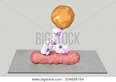 Direct immunofluorescent reaction RIF, 3D illustration. RIF is immunological reaction used in diagnostics of different infectious diseases