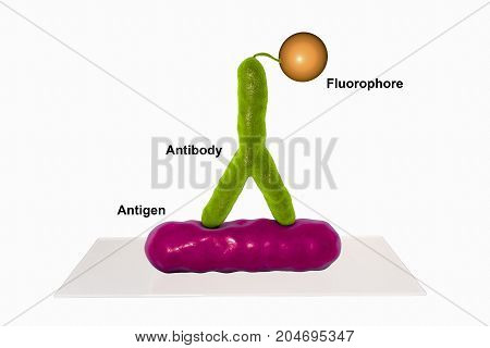 Direct immunofluorescent reaction RIF, 3D illustration. RIF is immunological reaction used in diagnostics of different infectious diseases