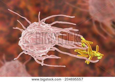 Macrophage engulfing tuberculosis bacteria Mycobacterium tuberculosis, 3D illustration