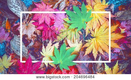 Background of white frame and colorful maple leaves in autumn. Vintage tone