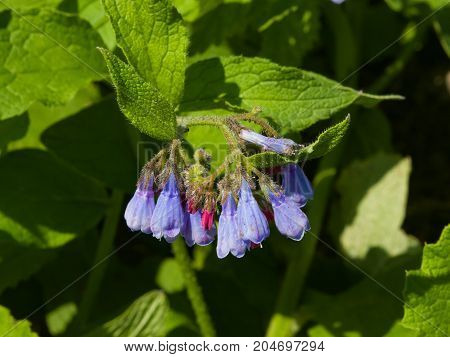 Flowers on Caucasian comfrey or Symphytum caucasicum close-up selective focus shallow DOF.