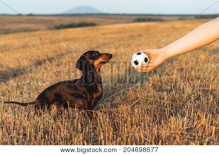 dog (puppy) breed dachshund black tan looks at the host's hand with the ball in anticipation of the game. Dog playing in the game with a man.