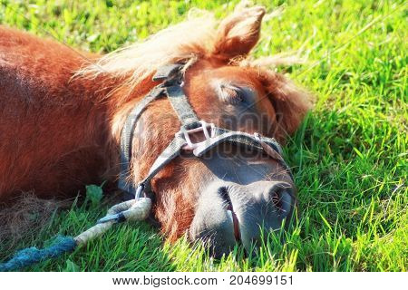 Portrait of a pony slleping on the grass