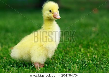 The little yellow duckling on green grass