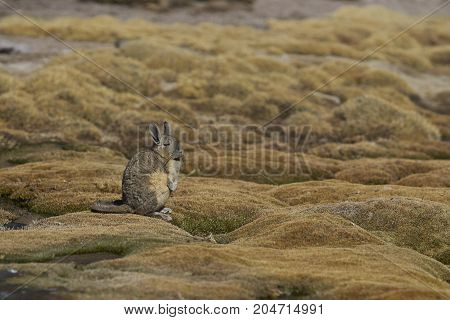 Mountain Viscacha (Lagidium viscasia) resting in a wetland area of Lauca National Park in northern Chile.